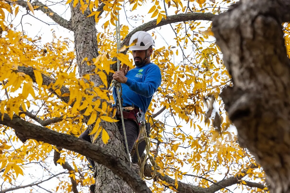 Skilled Tree Transplanting crew working in Green River